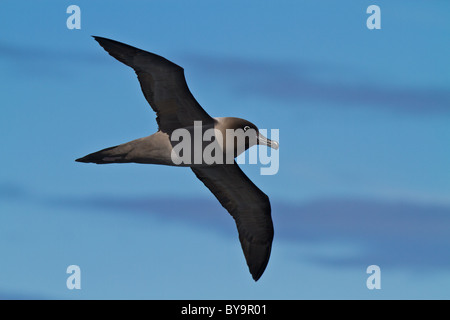 Adult Light-mantled Sooty Albatross (Phoebetria palpebrata) in flight, Drake Passage Stock Photo