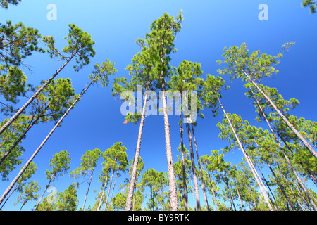 Pine Flatwoods - Florida Stock Photo