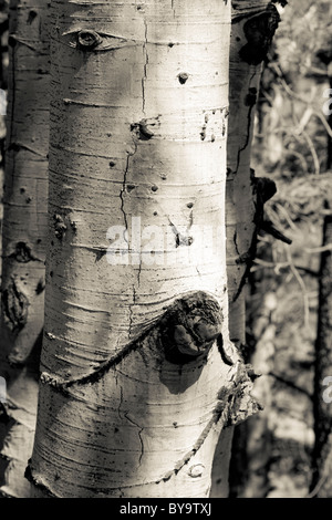 Aspen tree Stock Photo