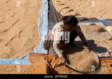 sifting rice grains during the autumn harvest in the old city of Bhaktapur near Kathmandu, Nepal Stock Photo