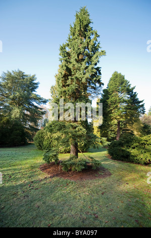 The Pinetum, RHS Wisley, Surrey, England Stock Photo