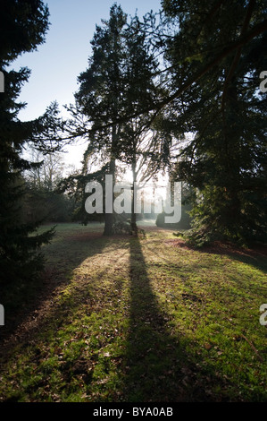 The Pinetum, RHS Wisley, Surrey, England Stock Photo