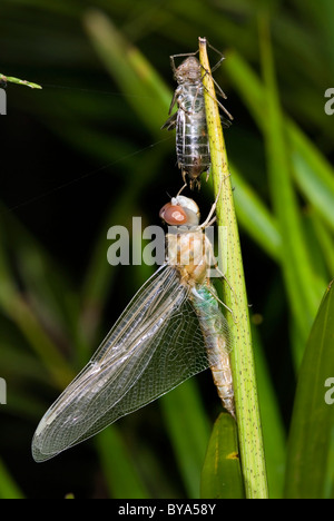 Tropical dragonfly emerging from nymph stage, Costa Rica Stock Photo