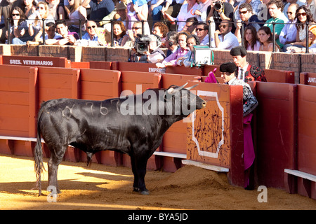 Bull, Plaza de Toros de la Maestranza bull ring, Seville, Andalusia, Spain, Europe Stock Photo