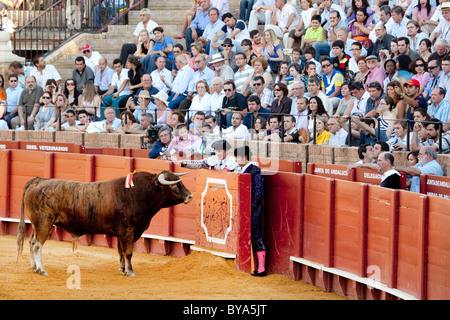 Bull, Plaza de Toros de la Maestranza bull ring, Seville, Andalusia, Spain, Europe Stock Photo