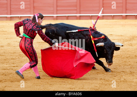 Female Torero or torera, matador with bull, Plaza de Toros de la Maestranza bull ring, Seville, Andalusia, Spain, Europe Stock Photo