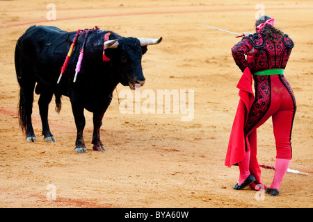 Female Torero or torera, matador with bull before the fatal blow with her rapier, Plaza de Toros de la Maestranza bull ring Stock Photo