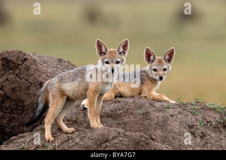 Black-backed Jackal (Canis mesomelas) pups, Masai Mara, Kenya, Africa Stock Photo