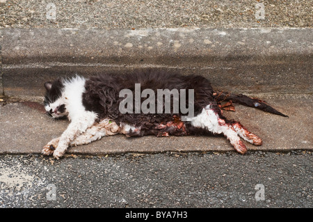 Dead cat in roadside gutter / pet accident victim - France. Stock Photo