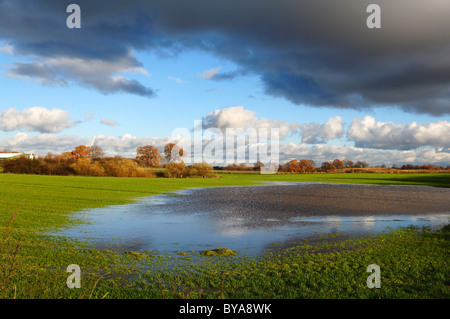 Landscape with flooded meadow, Hanshagen, Mecklenburg-Western Pomerania, Germany, Europe Stock Photo