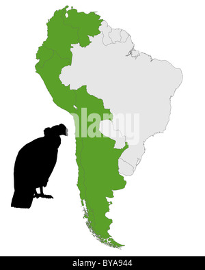 Andean Condor distribution Stock Photo