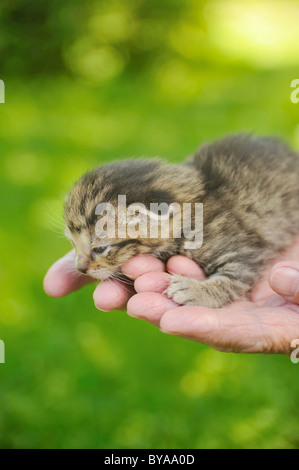 Hands of senior woman holding little cat Stock Photo