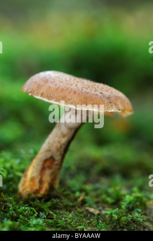 Honey Fungus, Armillaria ostoyae, Kent, England. Stock Photo