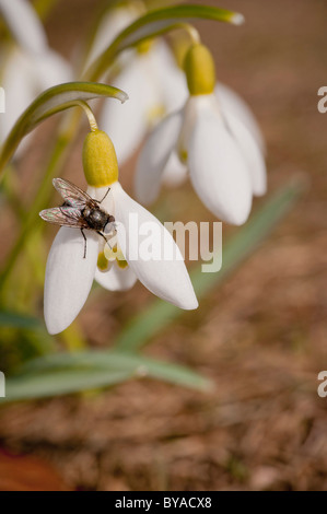Fly sitting on Common Snowdrop (Galanthus nivalis), Sweden Stock Photo