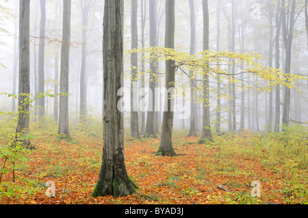 Foggy beech forest in autumn, Harz mountain range, Saxony-Anhalt, Germany, Europe Stock Photo