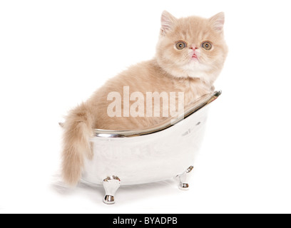 exotic kitten in a small silver bath studio portrait Stock Photo