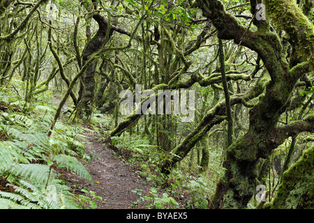 Forest trail in a forest of laurel trees, Garajonay National Park, La Gomera Island, Canary Islands, Spain, Europe