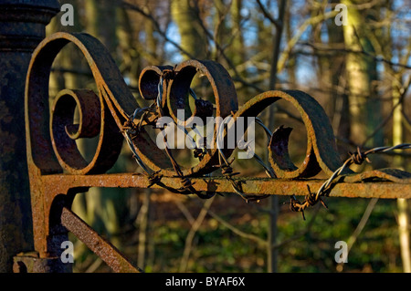 Detail close up of barbed wire on rusty wrought iron gate North Yorkshire England UK United Kingdom GB Great Britain Stock Photo