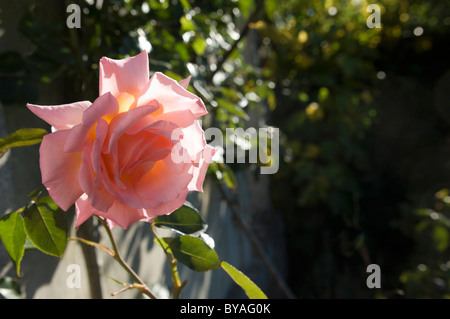 Rose in morning sunshine Stock Photo