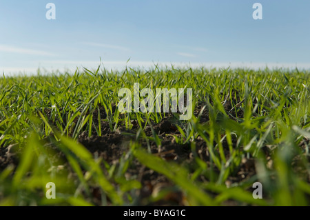 Field of winter wheat shoots Stock Photo