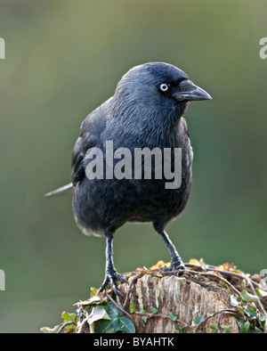 Jackdaw (Corvus monedula) smaller member of the crow family, an intelligent omnivorous bird. Stock Photo