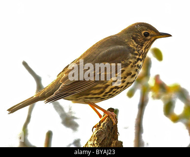 Song thrush (Turdus philomelos) A familiar and popular garden songbird whose numbers are declining seriously Stock Photo