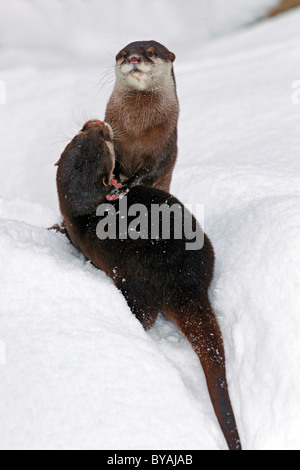Asian Small-clawed Otter, Oriental Small-clawed Otter, Oriental Short-clawed Otters (Aonyx cinerea) (Amblonyx cinerea) two in Stock Photo