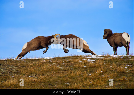 Two Bighorn Sheep butting horns on a grassy hill top Stock Photo