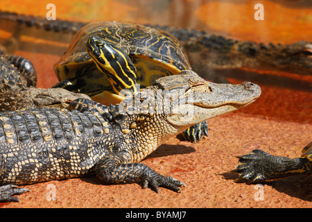 Young alligators with  turtle sleeping on the rock. Everglades national park, Miami - Florida Stock Photo