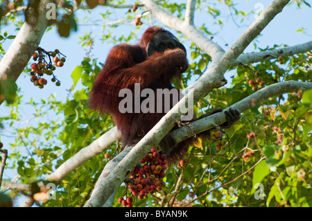Male orangutan (Pongo pygmaeus) eating figs in a figtree by Sungai Kinabatangan in Borneo, Malaysia Stock Photo