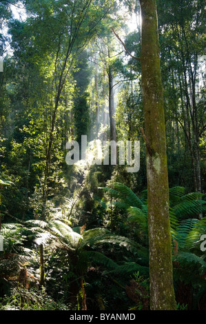 Forest glade alongside the Kokoda Track memorial walk in the Dandenong Ranges, outside Melbourne Stock Photo