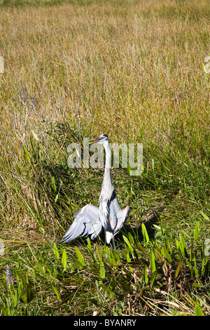 Heron, Anhinga Trail, Everglades National Park, Florida, USA Stock Photo