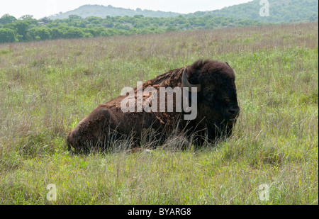 Oklahoma, Wichita Mountains National Wildlife Refuge, American bision (Bison bison) Stock Photo