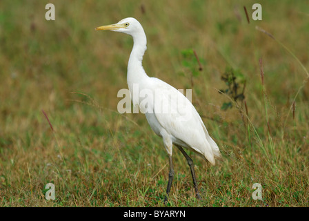 Cattle Egret in Yala West National Park, Sri Lanka Stock Photo