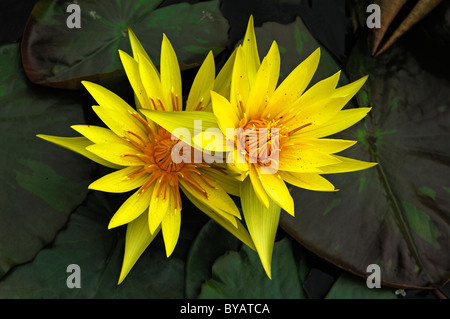 Yellow Water lilies (Nymphaea) Stock Photo