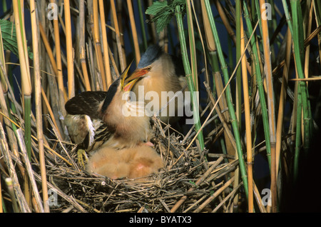 Little bittern (Ixobrychus minutus), male feeding fledglings in the nest, Hortobagy National Park, Hungary, Europe Stock Photo