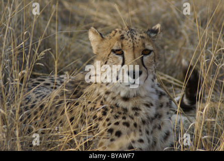 Cheetah cat sitting in wild African grassland Stock Photo