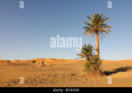 Lone palm tree in the middle of the sand dunes of the Sahara, Merzouga, Morocco, Africa Stock Photo