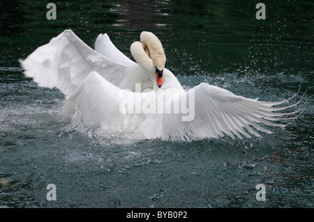 Two mute swans (Cygnus olor) fighting, Altmuehl river, Bavaria, Germany, Europe Stock Photo