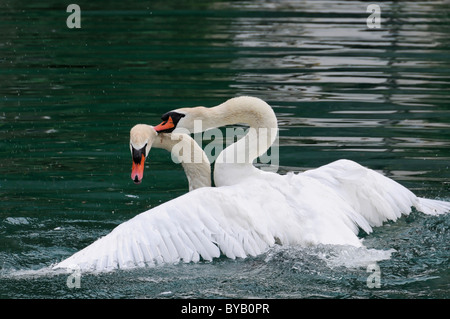 Two mute swans (Cygnus olor) fighting, Altmuehl river, Bavaria, Germany, Europe Stock Photo