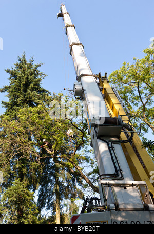 Lumberjack secured by a rope felling a tree piece by piece with a chainsaw,  Germany, Europe Stock Photo - Alamy