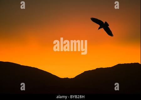After glow light long after sunset reflected over the lake district hills UK with a Raven. Stock Photo