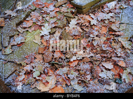 Leaves on the ground in Winter covered in frost. Stock Photo