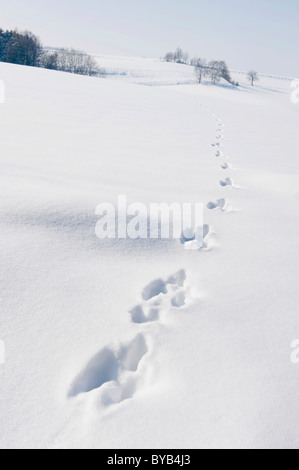 Rabbit tracks in a snow-covered winter landscape, Landshut, Lower Bavaria, Bavaria, Germany, Europe Stock Photo