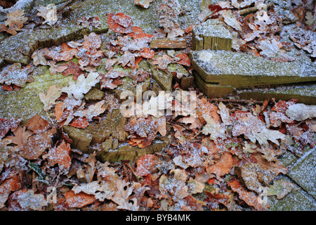 Leaves on the ground in Winter covered in frost. Stock Photo