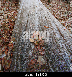 Leaves on the trunk of a fallen tree covered in frost. Stock Photo