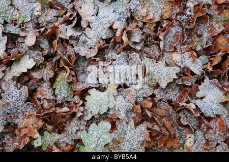 Leaves on the ground in Winter covered in frost. Stock Photo