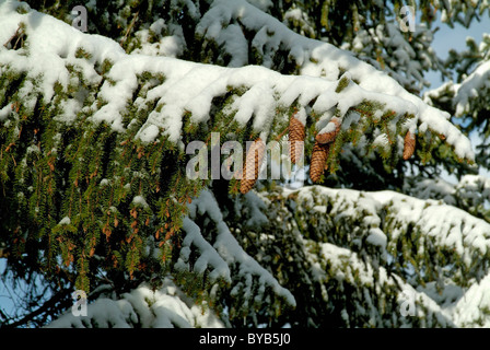 Snowy fir tree branches in the French Alps, France. Stock Photo