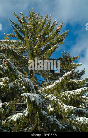 Snowy fir tree branches in the French Alps, France. Stock Photo