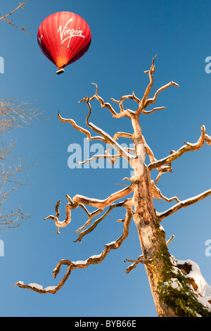 Snow on a dead tree at Rydal, Lake District, UK, with a hot air balloon Stock Photo